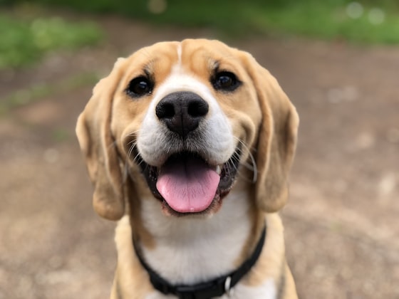 Cão Thor