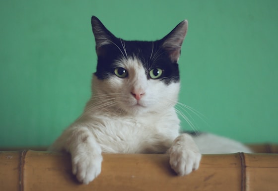 Gato Simba